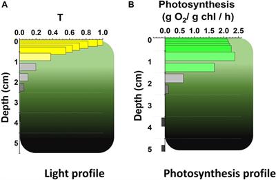 Understanding regulation in complex environments: a route to enhance photosynthetic light-reactions in microalgae photobioreactors